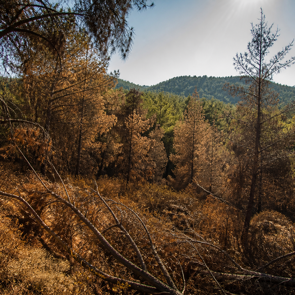 Ibiza's Red-hot Warning: Maximum Fire Alert in Place as Heat Strikes